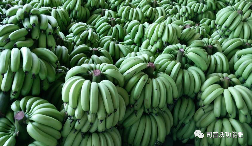 香蕉对土壤有哪些的要求，你清楚吗？