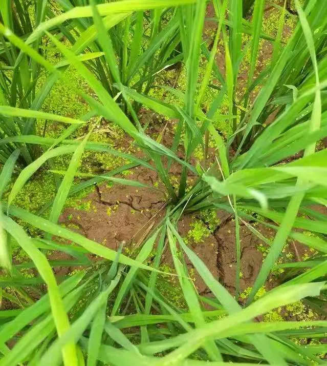 水稻为啥要排水晒田？水稻生长到一定阶段有必要排水晒田吗？