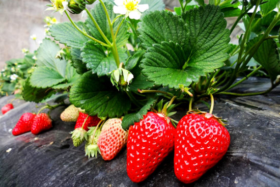 草莓移栽，想要提高成活率，司普沃教您一个小妙招
