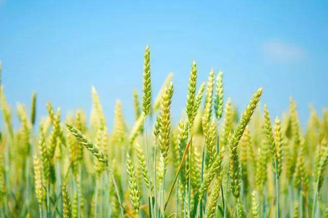 小麦出现黄白叶，是什么原因？司普沃帮您有效解决