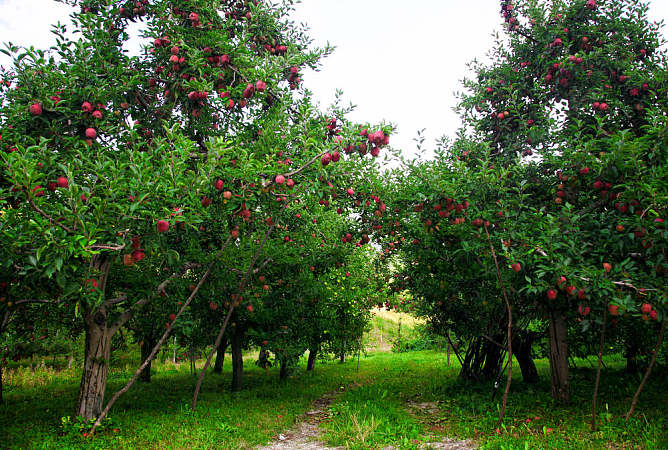 司普沃浅谈苹果树施肥技术与管理