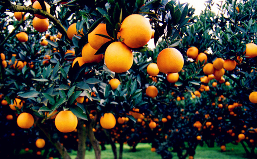 司普沃浅谈柑橘施肥技术与管理