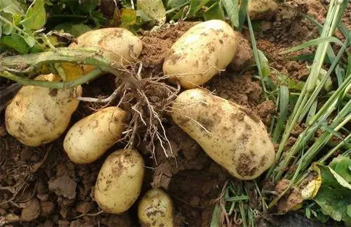 司普沃浅谈土豆种植技术与管理