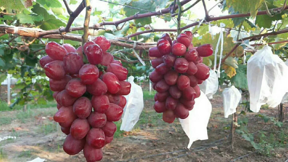 浪漫红颜葡萄种植技术，想要了解的，速与司普沃一起来看看