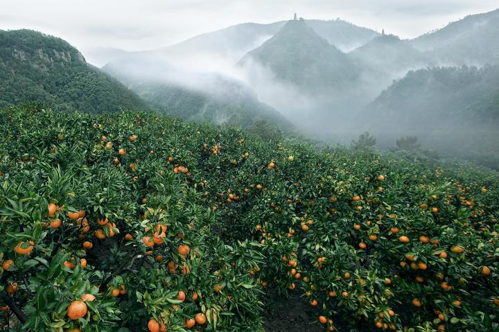 司普沃浅谈柑橘全年施肥技术与管理