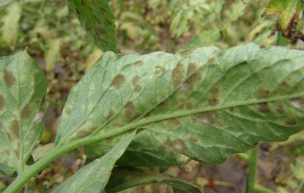 番茄煤霉病严重化怎么办？司普沃来帮忙