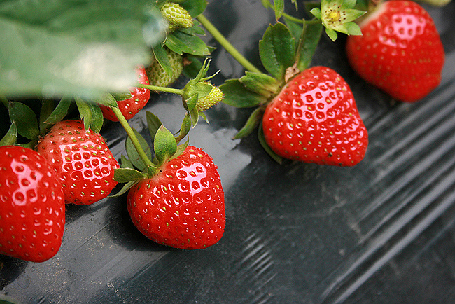 草莓缺钙的那些事，缺钙原因和防治措施，与司普沃一起来看看
