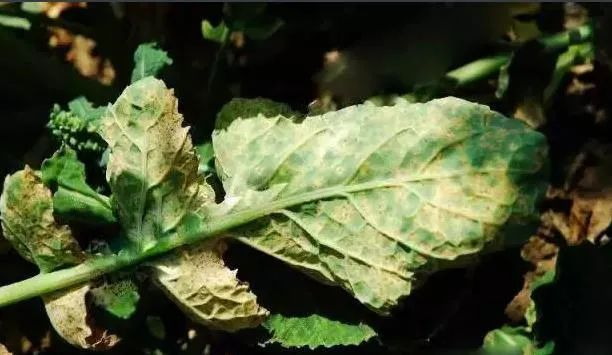 油菜白粉病严重化？如何防治？别急，司普沃给出了见解