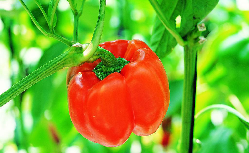 种植甜椒应该怎样来冲肥？怎样才能使其高产呢？司普沃来帮您