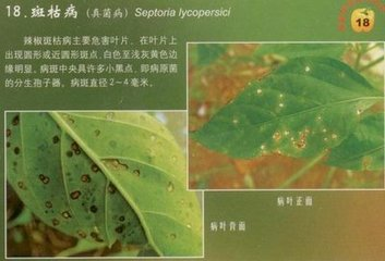 辣椒斑枯病的危害症状、传播途径、发病原因及防治措施
