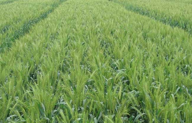 司普沃浅谈小麦种植技术与管理