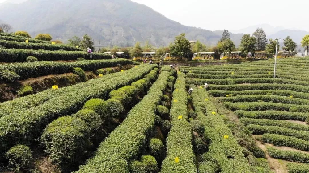 无公害茶叶种植管理技术，做好修剪和病虫害防治工作