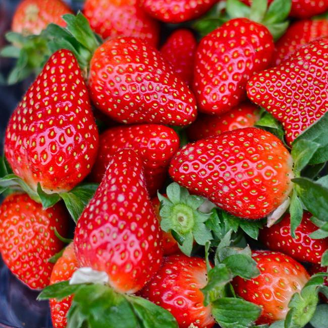 司普沃浅谈草莓全年施肥技术与管理