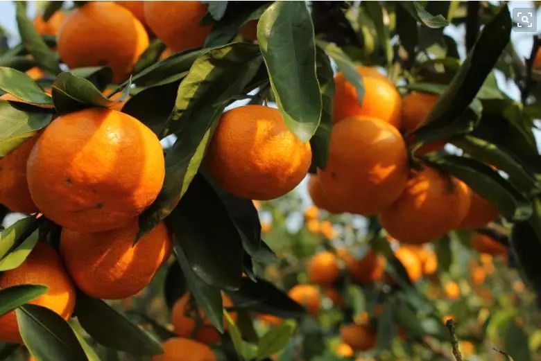 柑橘花芽分化出现异常情况，该怎样来预防？司普沃来帮您