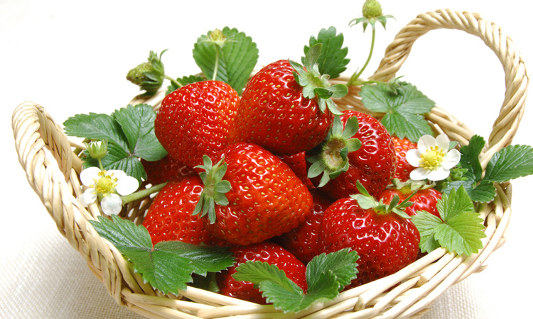 草莓苗期施肥掌握这几点，让您的作物增产又增收