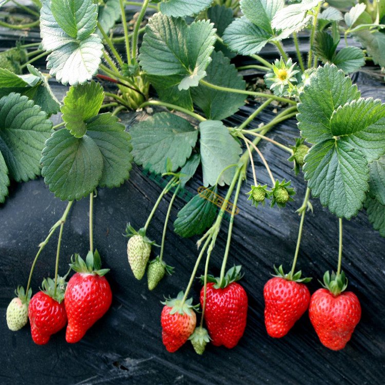草莓刷叶后如何施肥？施用什么肥？这点很关键。