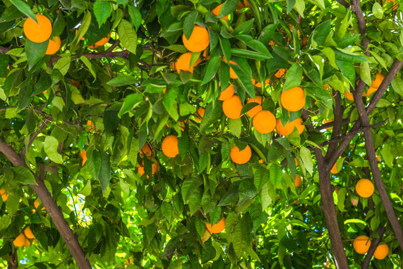 11月份，柑橘管理重点需知道，快看司普沃这篇文章