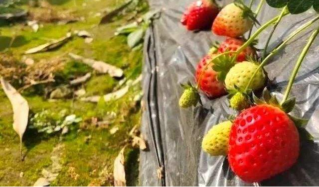 草莓一茬果采摘之后，为什么要施肥？施肥的好处是什么？
