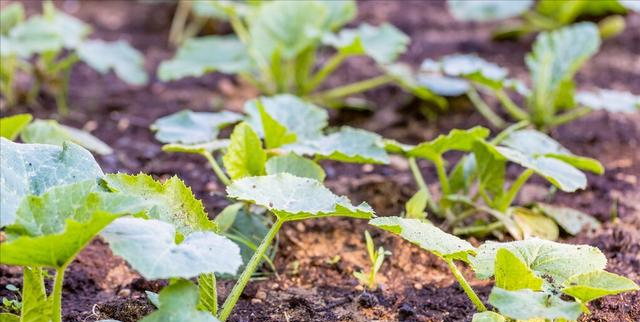蔬菜种植中出现黄叶烂根现象，土壤是关键，你的土壤是健康的吗