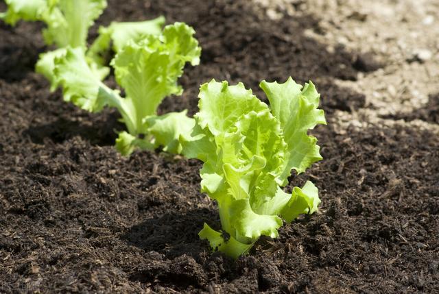种植蔬菜采用根部冲施好，还是采用喷施叶面肥好？如何高效施肥