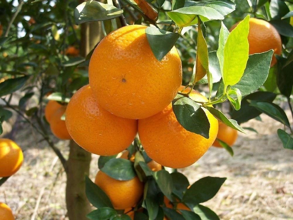 【司普沃农技知识】柑橘树如何安全越冬？