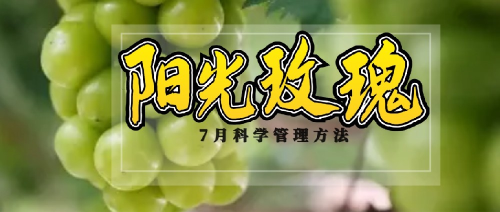 7 月，阳光玫瑰种植管理的黄金时刻