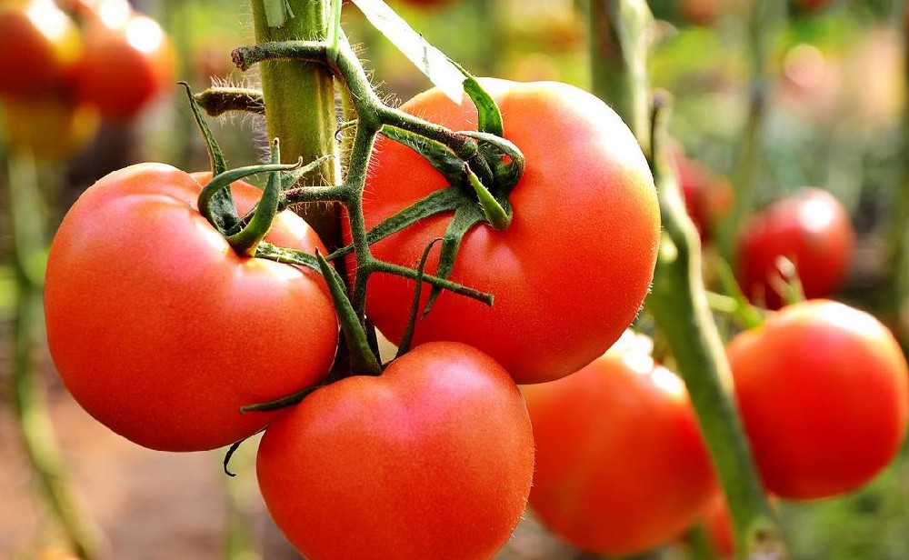 新棚种番茄，为什么死棵还这么严重？赶快找原因